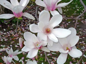 My Magnolia....can't wait for this to become real again!